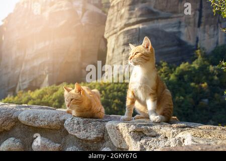 Two stray ginger cats seating next to each other in the famous Greek landsape in Meteora Stock Photo