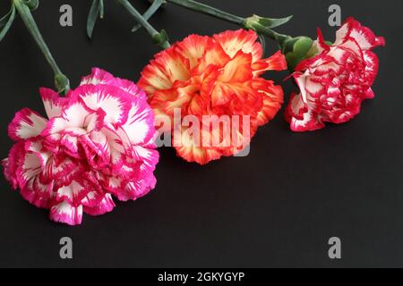 Three multi-colored carnations lying on a black stone slab. Closeup Stock Photo