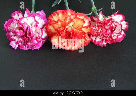 Three multi-colored carnations lying on a black stone slab. Closeup Stock Photo