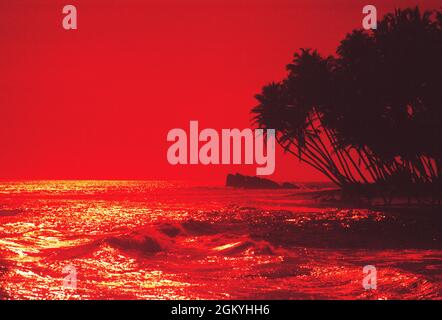 Malaysia. Palm trees on tropical beach at sunset. Stock Photo