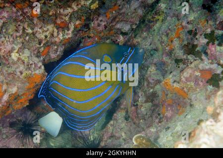 Blue-ringed Angelfish, Pomacanthus annularis, at Koh Phangan, Thailand. Depth: 10.5m. Stock Photo