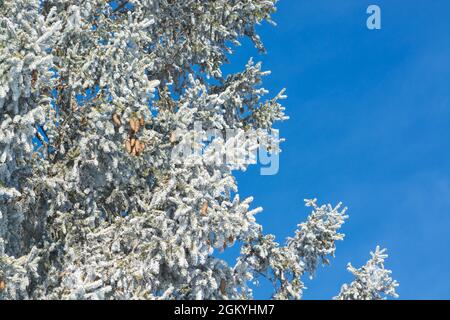 Background with fir snow-covered branches with cones and blue sky on the right in horizontal format Stock Photo