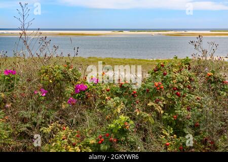 Beach rose (Rosa Rugosa) and rose hips on the dunes in Chatham (Cape Cod) Massachusetts.
