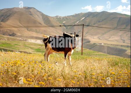 black and white skinny cow having food in a grass field with mountain in background in Kurdistan province, iran Stock Photo