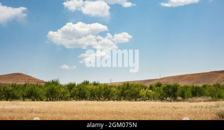 Wheat field beside a garden with blue and partly cloudy sky in Kurdistan province, iran Stock Photo