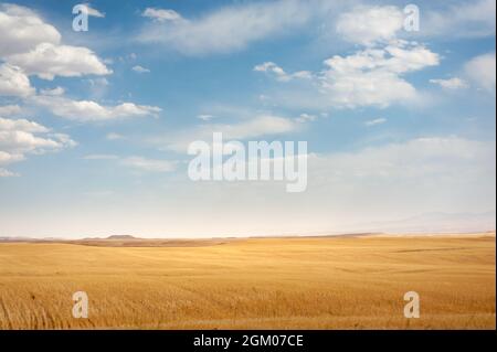 large Wheat field on the hill with blue and partly cloudy sky in Kurdistan province, iran Stock Photo