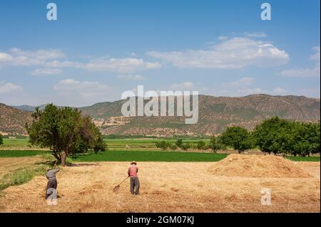 two workers are working on the Wheat field with blue and partly cloudy sky in Kurdistan province, iran. mountain and trees in background Stock Photo