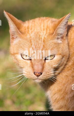 Intensely Gazing Ginger Orange Tabby Cat Stock Photo