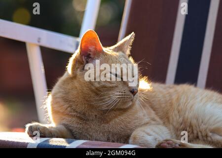 Ginger Orange Tabby Cat Relaxing Outdoors In Sunlight Stock Photo