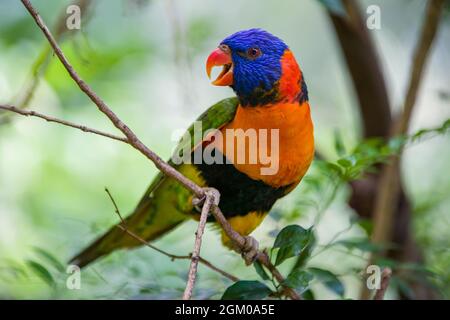 The red-collared lorikeet (Trichoglossus rubritorquis) is a species of parrot found in wooded habitats in northern Australia Stock Photo