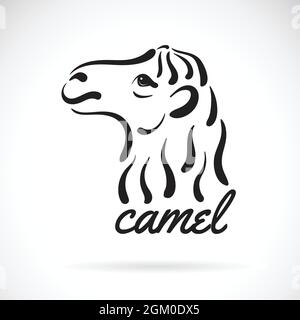 Vector of camel head on white background Stock Vector