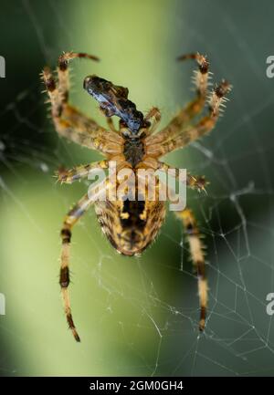 European Garden Spider (Araneus diadematus) also known as Cross Orb-Weaver Eating prey. Stock Photo