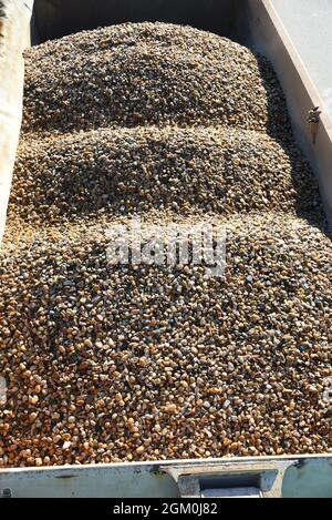 09 September 2021, Saxony, Löbnitz: Kilometres of belt conveyors for ...