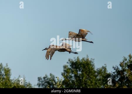 two sandhill cranes in flight over a prairie Stock Photo