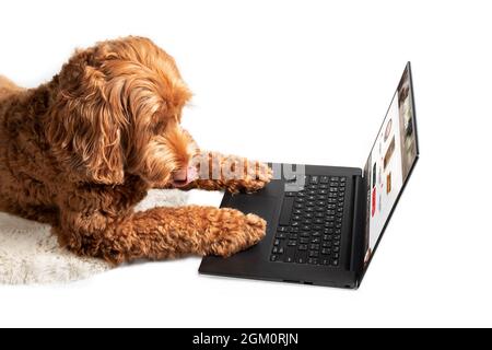 Isolated dog ordering products online for home delivery, side view. Labradoodle dog is licking mouth and paws are on the laptop. Concept for smart pet Stock Photo