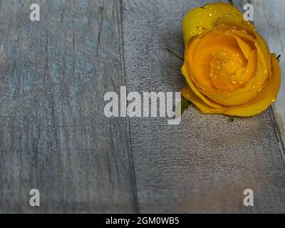 yellow rose on clear background Stock Photo