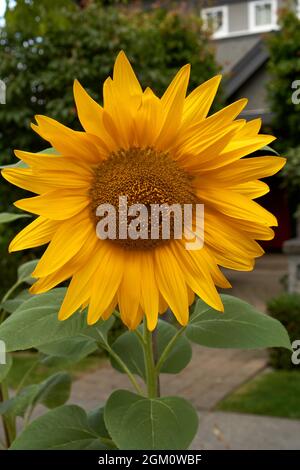 Closeup of a mature yellow sunflower in a garden Stock Photo