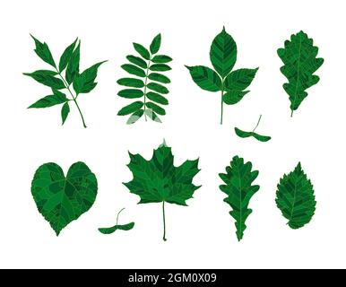 Set of hand drawn green silhouettes forest leaves - maple, maple seeds, ash-leaved maple, rowan, ash, oak, linden, elm, isolated on white background. Design elements for decorating. Stock Vector