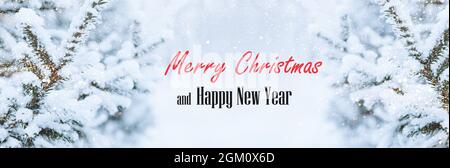 Christmas festive background text Merry Christmas and Happy New Year. Fluffy spruce branches in the snow with sparkles Stock Photo