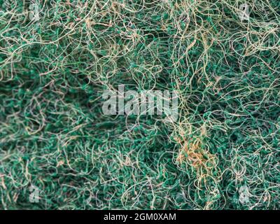 close-up view of green sponge Stock Photo