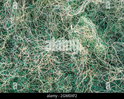 close-up view of green sponge Stock Photo