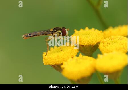 A Long Hoverfly, Sphaerophoria scripta, pollinating a Tansy wildflower in a meadow. Stock Photo