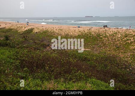 Aloes and vegetation forming part of dune rehabilitation Stock Photo