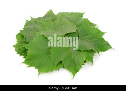 Pile of fresh grapes leaves isolated on white Stock Photo