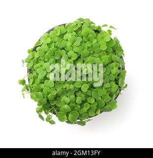 Top view of fresh microgreens in round pot isolated on white Stock Photo