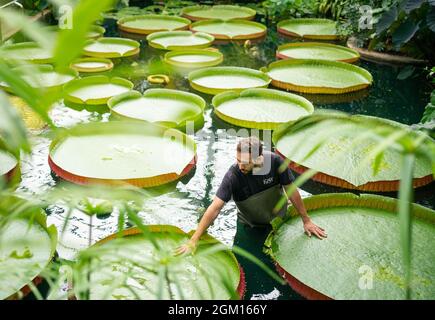 Botanical Horticulturalist Alberto Trinco with Kew Garden's giant water lilies Victoria Amazonica which are the world's largest water lily species, as the Royal Botanic Gardens Kew, in Richmond, London, celebrates another Guinness World Records title, the largest living plant collection on earth. Picture date: Wednesday September 15, 2021. Stock Photo