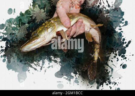 Man holding a caught pike. Predatory freshwater fish. Fishing. A Stock Photo