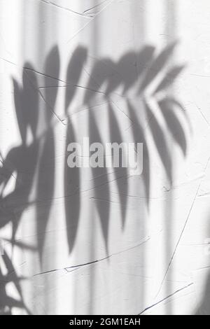 abstracted palm leaf shadow on grey concrete background Stock Photo