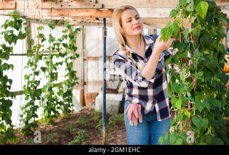 Woman gardener working with soybeans seedling in greenhouse Stock Photo
