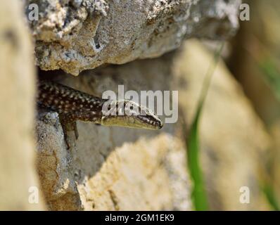 Common wall lizard Podarcis muralis sunbathing on the rocks on a summer day in fort Kalemegdan Stock Photo