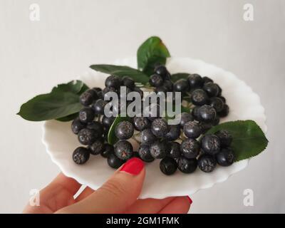 Black chokeberry (Aronia) berries with leaves on a white plate Stock Photo