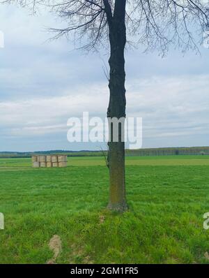 Close up of a single tree in a field, blue sky, green grass, stacked hay on a sunny warm day Stock Photo