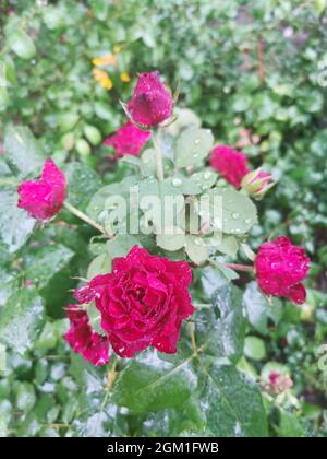 Macro image of red rose with water droplets on the green leaves background Stock Photo