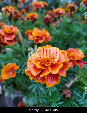 Tagetes orange flowers blossom. Floral summer and autumn background Stock Photo
