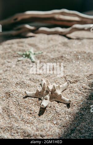Two starfishes on a sea sand background. Stock Photo