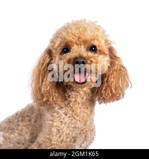 Head shot of adorable young adult apricot brown toy or miniature