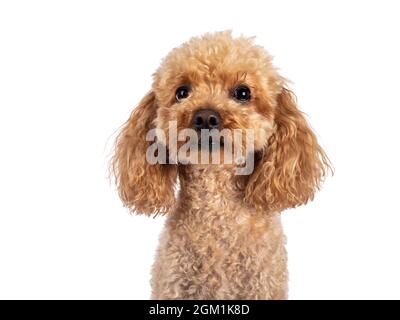 https://l450v.alamy.com/450v/2gm1k8d/head-shot-of-adorable-young-adult-apricot-brown-toy-or-miniature-poodle-recently-groomed-sitting-side-ways-facing-camera-with-mouth-closed-isolated-2gm1k8d.jpg