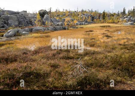Swamp or lake with megalithic seid boulder stones, dead trees in nature reserve on mountain Vottovaara, Karelia, Russia. Stock Photo