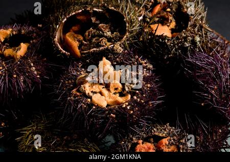 Sea urchins. The echinoids (Echinoidea), are a class of the phylum Echinoderms. They are globular or discoidal in shape (sand dollars). Stock Photo