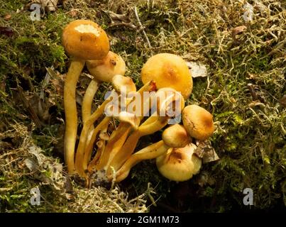 Very similar in appearance to Sulphur Tuft, the Conifer is specific to dead conifer wood. The stipe tends to be long and bent whilst colours are same Stock Photo