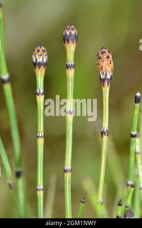 Variegated Horsetail - Equisetum variegatum Stock Photo