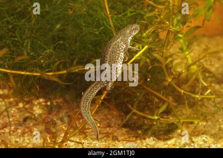 Closeup on a gravid female Italian newt, Lissotritron italicus Stock Photo