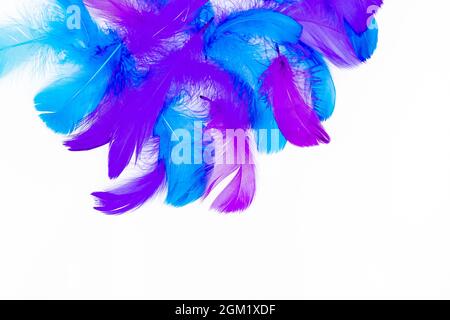 Feather background - small fluffy blue feathers randomly scattered on white table Stock Photo