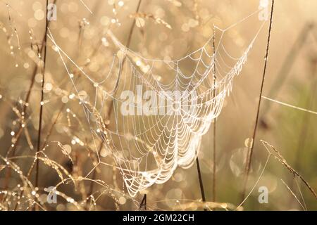 Spider web on a meadow during sunrise Stock Photo