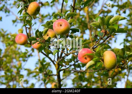 Close up of beautiful red apples on an apple tree on a sunny evening Stock Photo