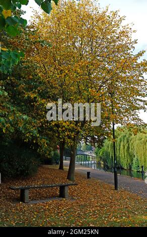 Trees showing signs of approaching autumn on the riverside path by Whitefriars Bridge in the City of Norwich, Norfolk, England, United Kingdom. Stock Photo